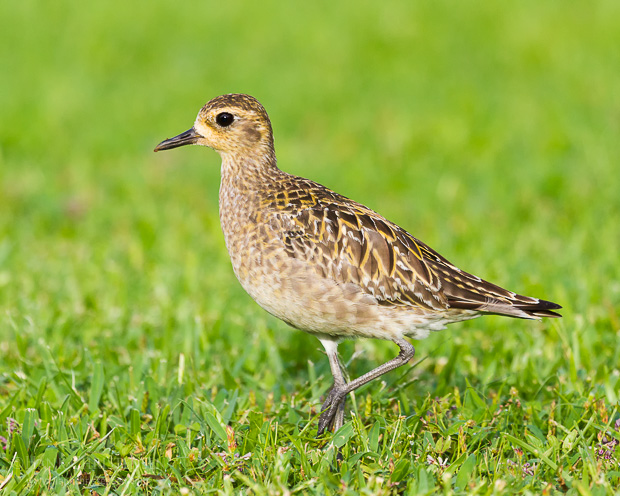 A pacific golden plover in winter plumage stalks through the grass looking for food