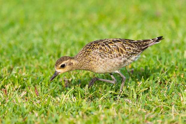 A pacific golden plover in winter plumage stalks through the grass looking for food