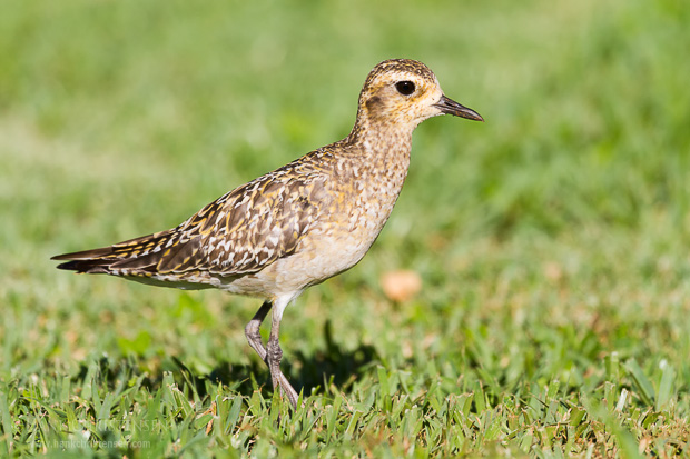 A pacific golden plover in winter plumage stalks through the grass looking for food