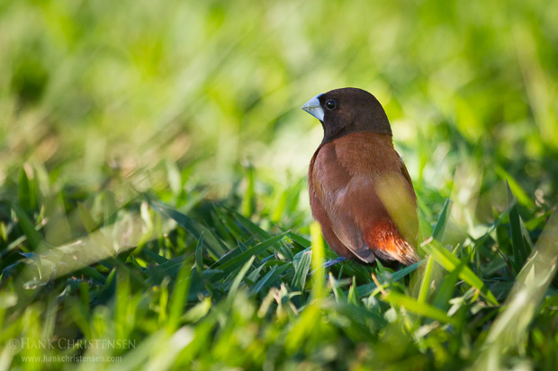 The Scaly-breasted Munia or Spotted Munia is known in the pet trade as Nutmeg Mannikin or Spice Finch. Its name is based on the distinct scale-like feather markings on the breast and belly.