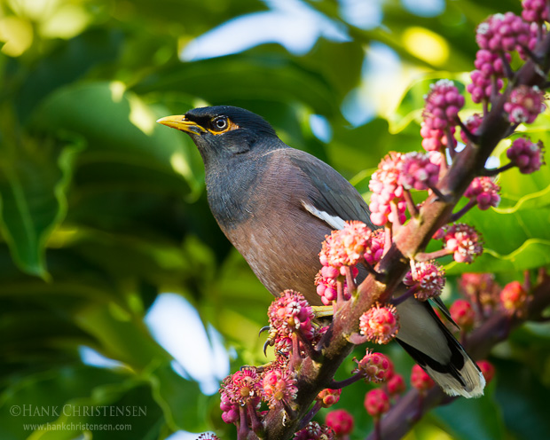 A common myna perches on a branch loaded with berries. This rapidly expanding invasive species adapts extremely well to urban environments.