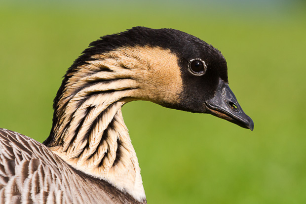 A nene poses for a head portrait, Kauai, Hawaii