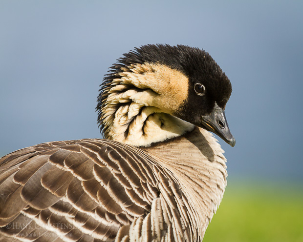 A nene poses for a head portrait, Kauai, Hawaii