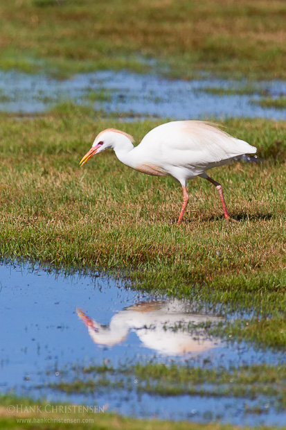 A cattle egret is reflected in a pool of water as it searches for food amongst the grass