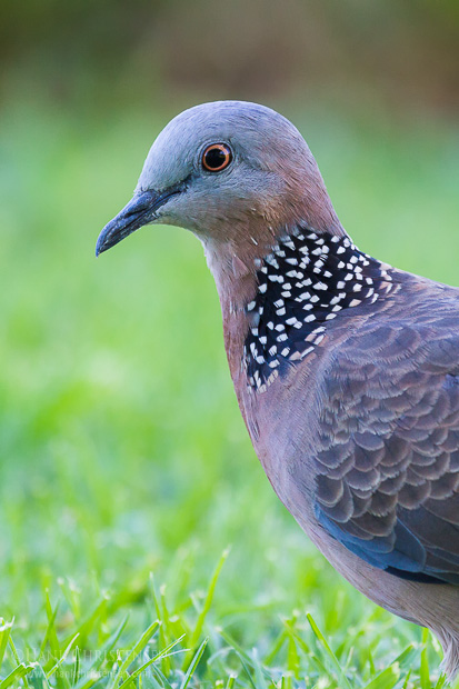 A spotted dove stands in short grass