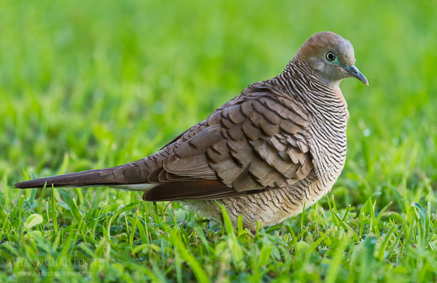 A zebra dove stands in short grass