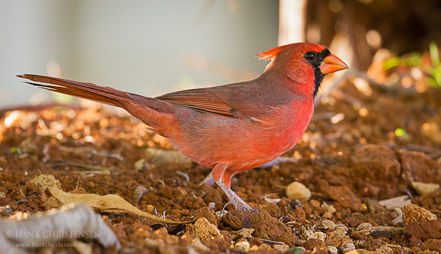 A male northern cardinal stands under the shade of a bush