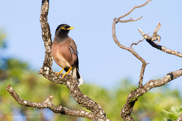 A common myna perches on the branch of a tree