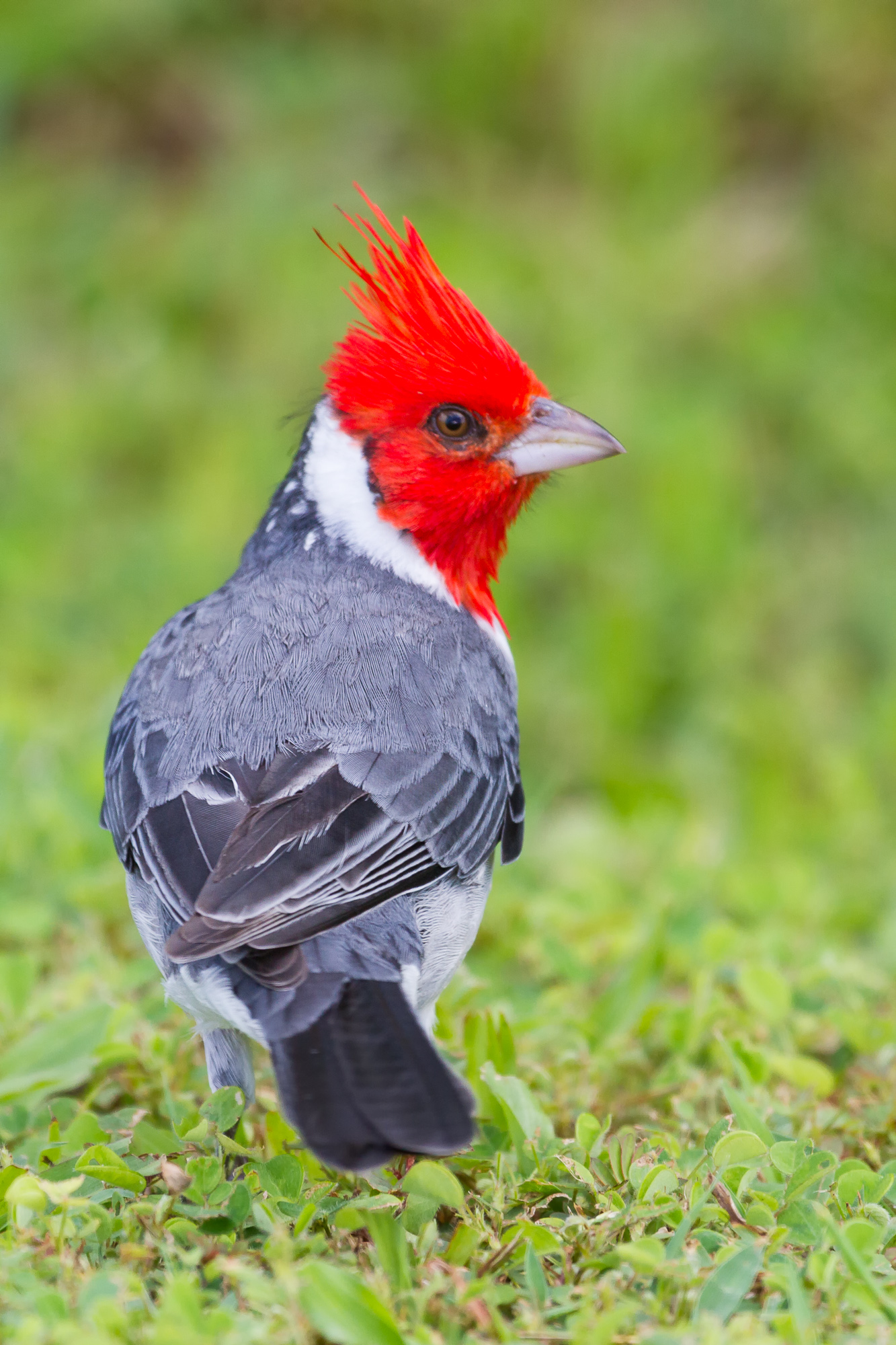 Are Red Crested Cardinals Rare