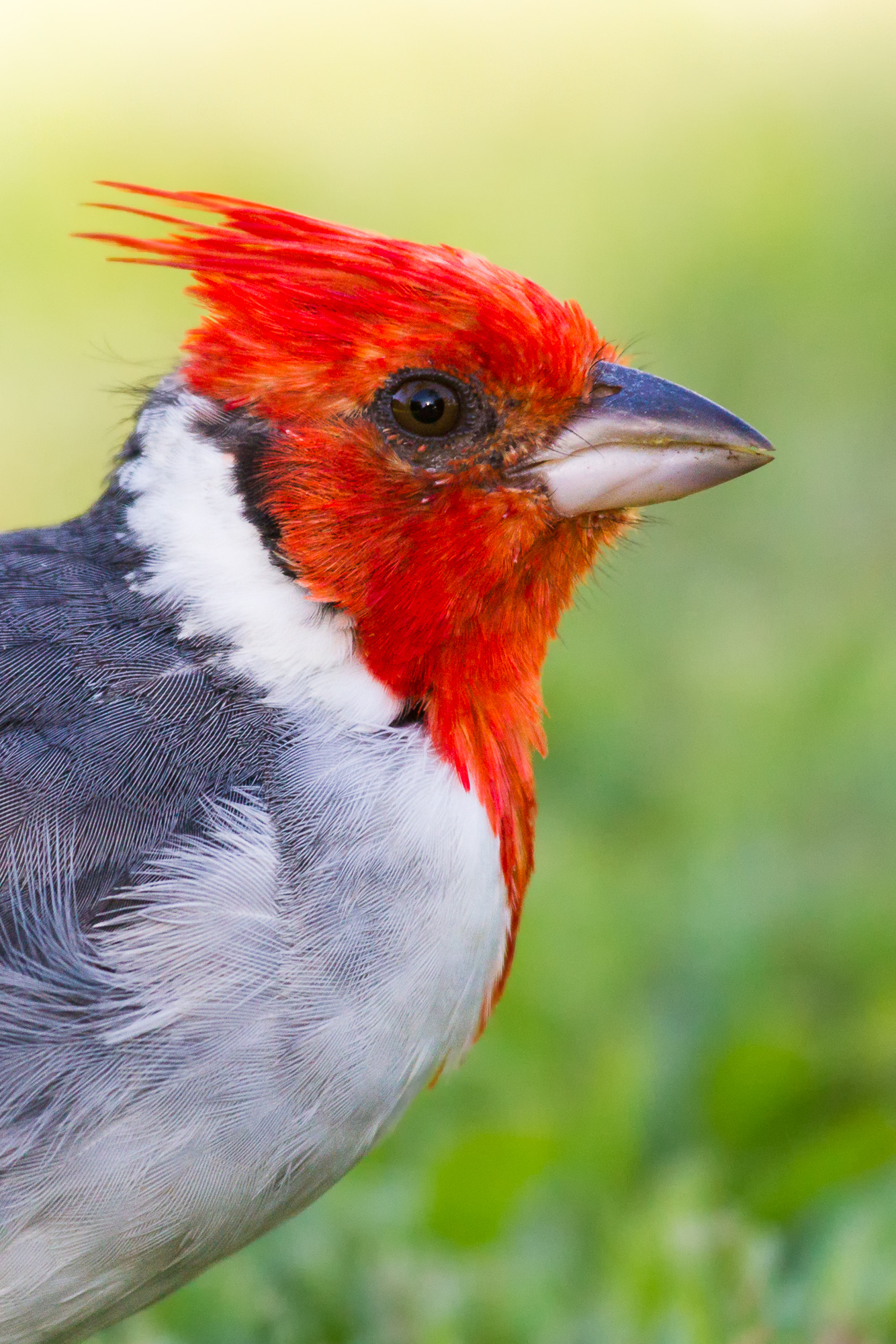 red-crested-cardinal