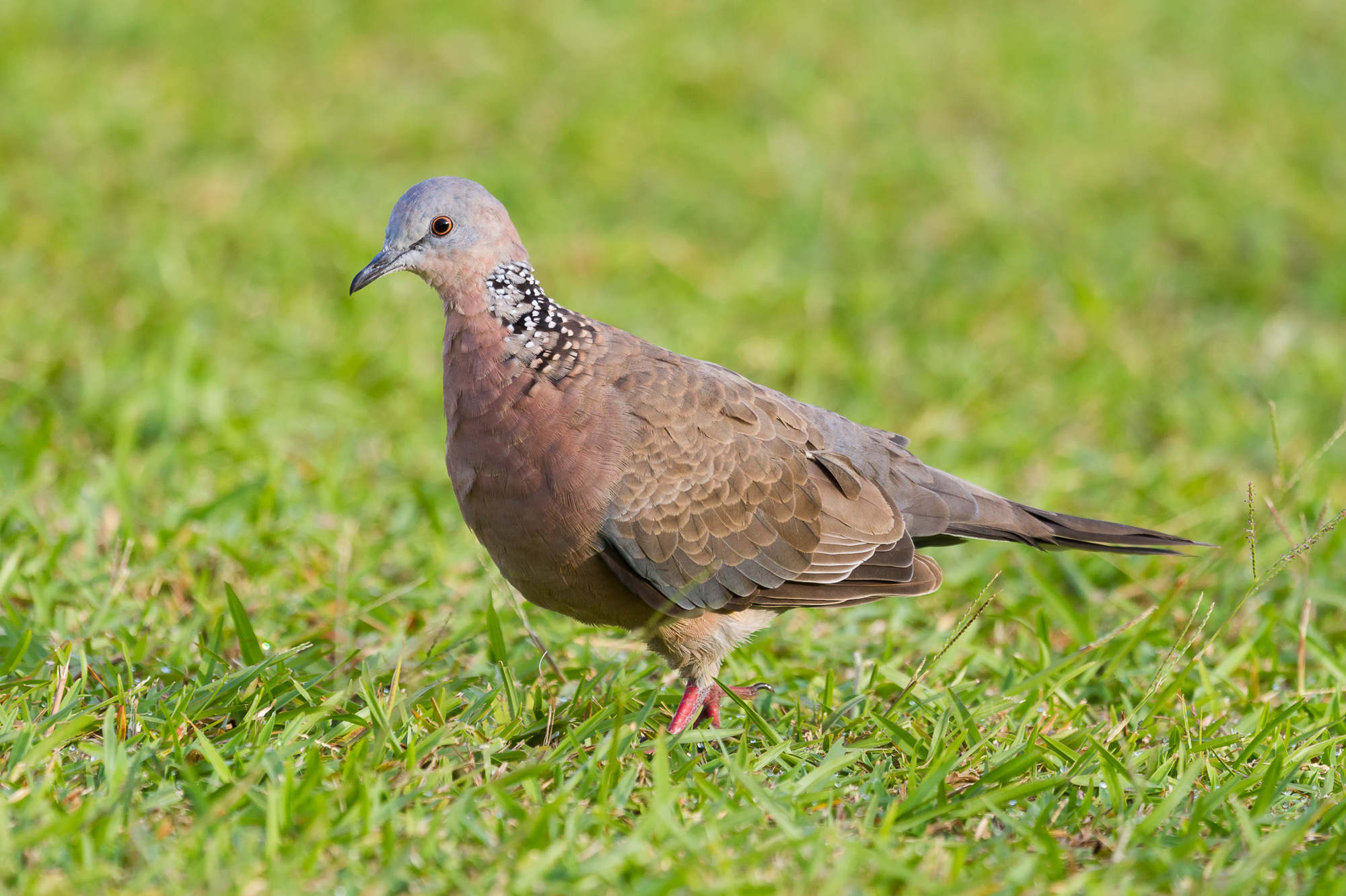 Doves Of Hawaii