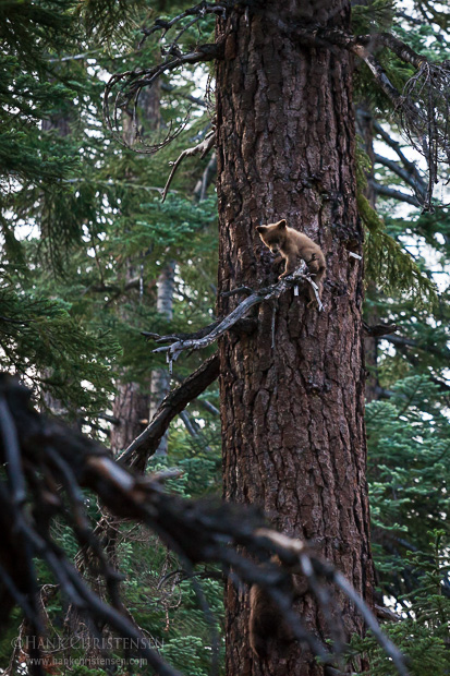 A black bear cub climbs a tree to escape from unknown potential predators, Yosemite National Park