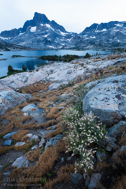 Wildflowers grow next to a boulder, Thousand Island Lake, Ansel Adams Wilderness