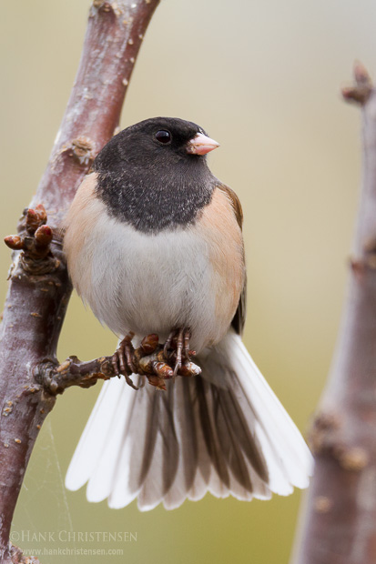 A dark-eyed junco perches on a tree branch and flashes his tail feathers