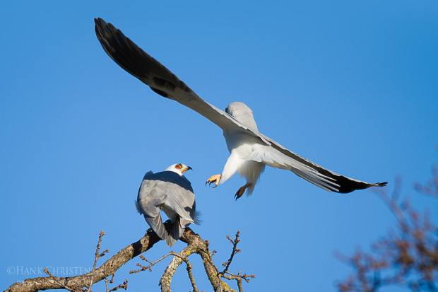 A male white-tail kite approaches a female from behind and mates with it