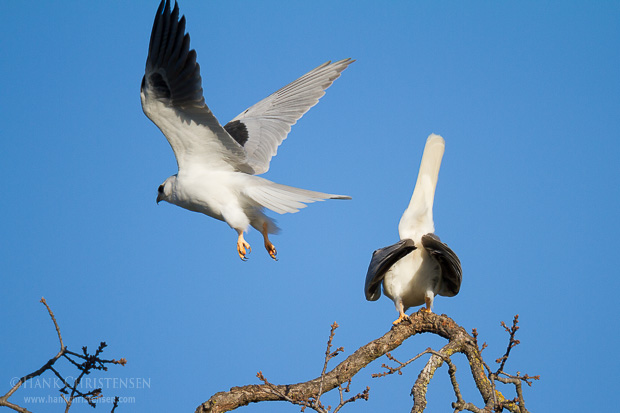 A male white-tail kite approaches a female from behind and mates with it