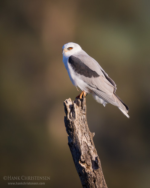 A white-tailed kite perches on a tree stump, surveying the landscape around it