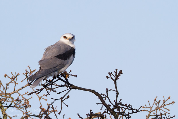 A white-tailed kite perches on a tree branch, surveying the landscape around it