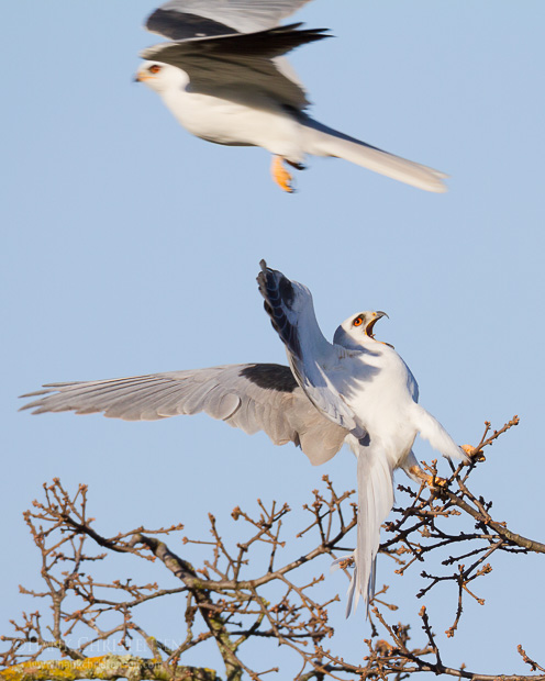 A male white-tail kite flies past a female, which reacts to his close proximity