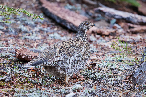 A female sooty grouse picks through the forest needles looking for food, Yosemite National Park.