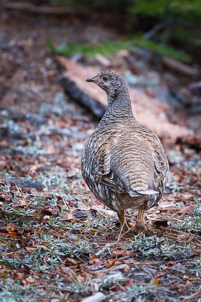Female sooty grouse can be seen in wooded areas, usually on or close to the ground.  Males can be heard throughout the Sierra Nevada, but are much harder to spot, as their deep booming vocalizations are difficult to triangulate. Yosemite National Park.