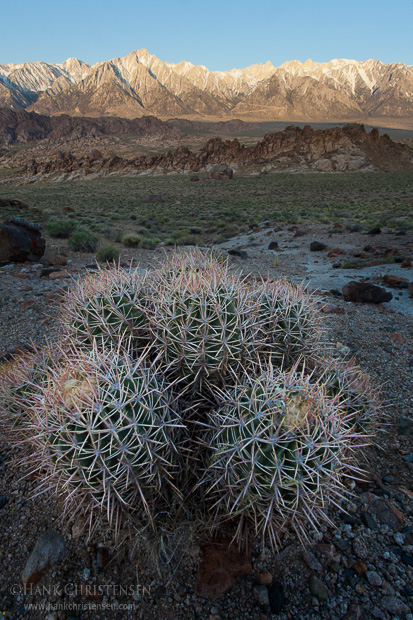 Barrel cactus is just starting to bloom in the Alabama Hills, Lone Pine, CA