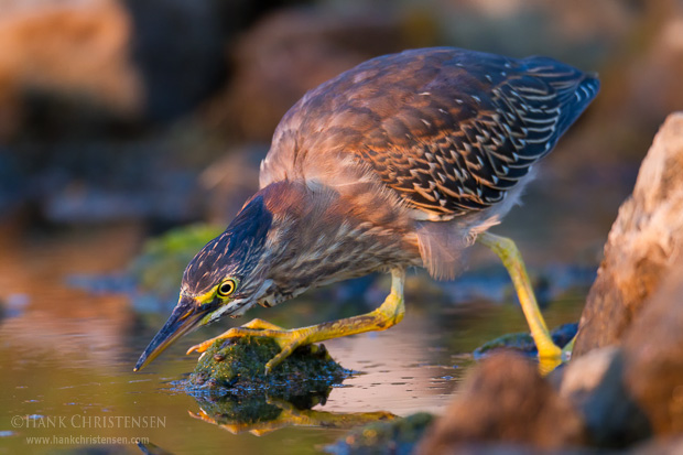 Crouching down and ready to strike, a juvenile green heron watches the surface of the water for movement