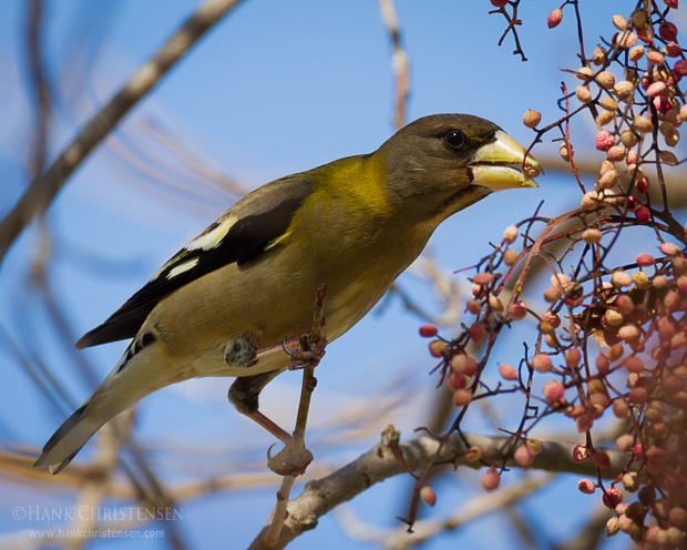 An evening grosbeak reaches for food on the branches on a chinese pistache tree, Sunnyvale, CA.