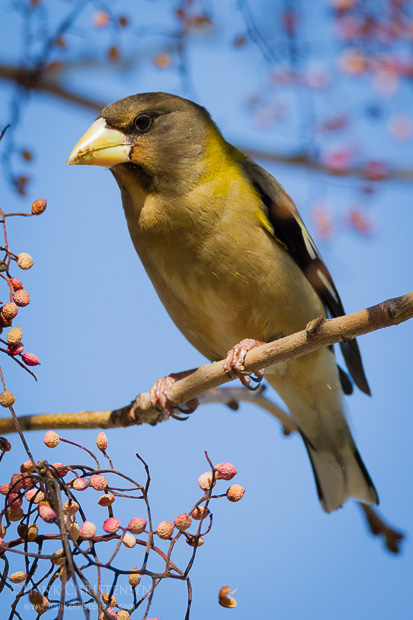 An evening grosbeak perches on a branch of a chinese pistache tree, Sunnyvale CA.