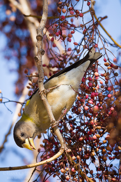 An evening grosbeak perches on a branch of a chinese pistache tree and eats a small seed, Sunnyvale CA.