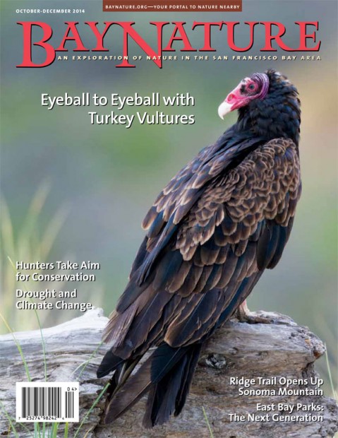 A turkey vulture perches on a log along a beach in early morning