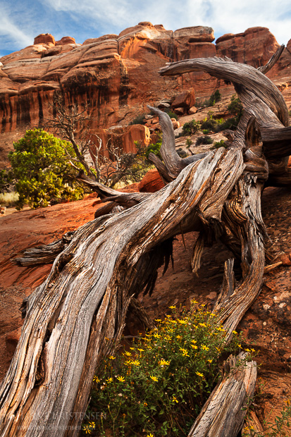 An old log twists around a fall bloom, Arches National Park
