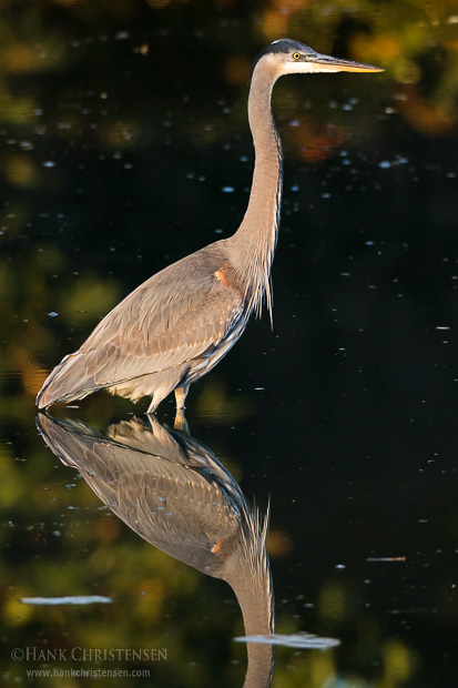 A great blue heron stalks fish in still shallow water, Belmont, CA.
