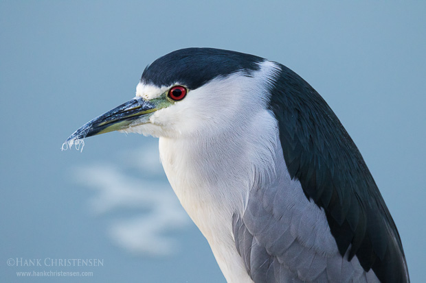 A black-crowned night heron perches above water in pre-dawn light, Belmont, CA.