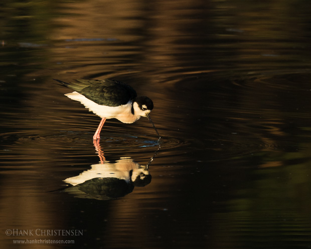 A black-necked stilt fishes in shallow water, Belmont, CA.