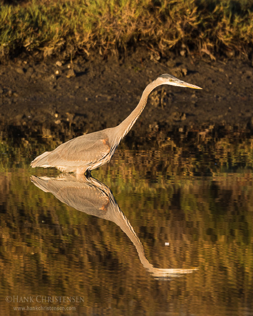 A great blue heron is reflected in still water in early morning light, Belmont, CA.