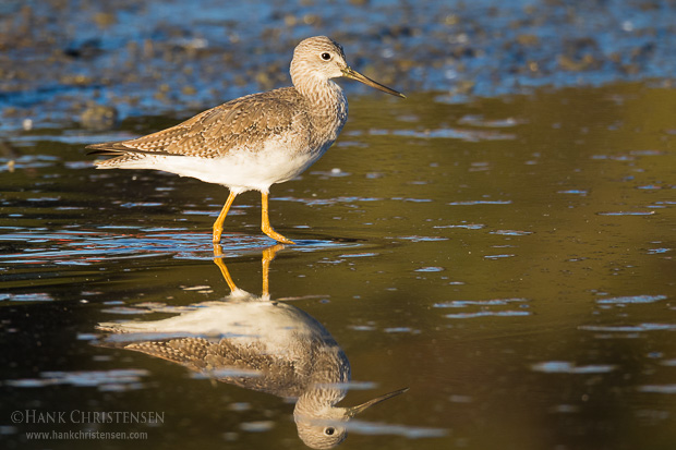 A greater yellowlegs is reflected in shallow still water, Belmont, CA.