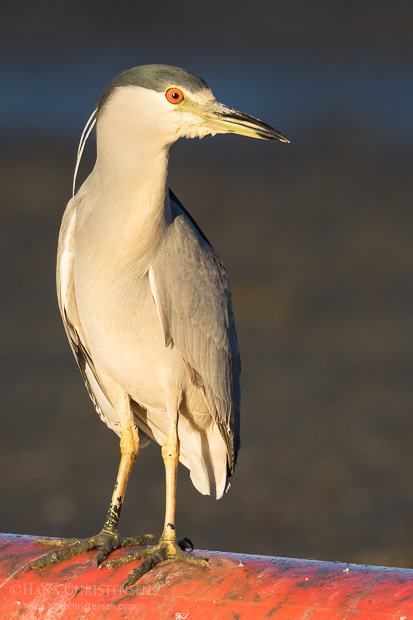 A black-crowned night heron stands on a buoy, watching for fish, Belmont, CA.