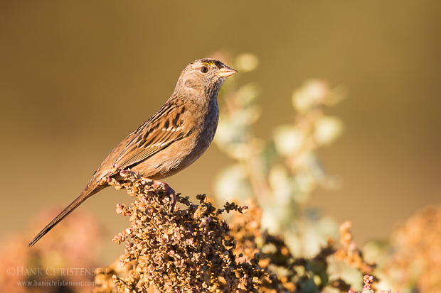 A golden-crowned sparrow perches atop an ornamental bush, Belmont, CA.