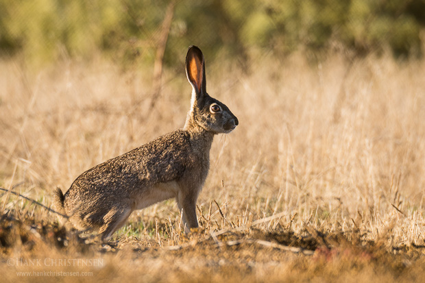 A blacktail jackrabbit pauses in the morning light to watch for predators, Belmont, CA.