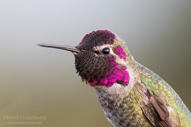 A 100% crop of an anna's hummingbird. At ISO 800, the Canon 7D Mk II performs with amazingly low noise.