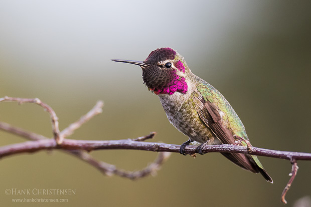 An anna's hummingbird perches on a thin branch, surveying the landscape, Redwood Shores, CA.