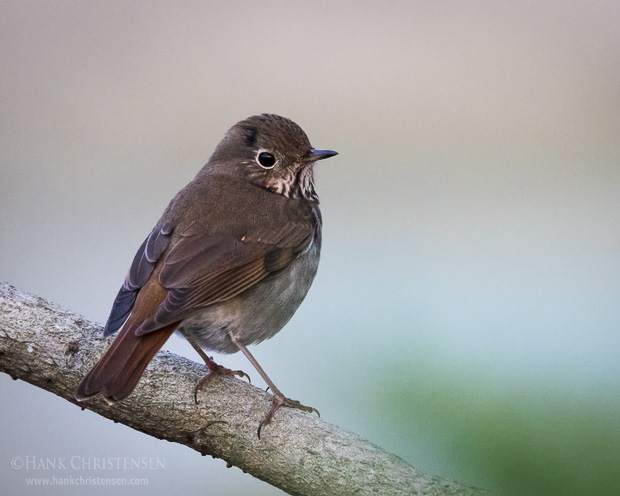 A hermit thrush pauses briefly on a branch in the last night of the day, Redwood Shores, CA.