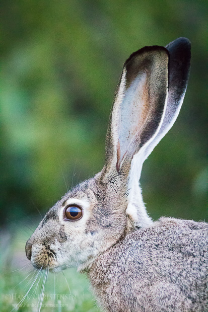 A blacktail jackrabbit ventures out into the grass just after sunset, Redwood Shores, CA.