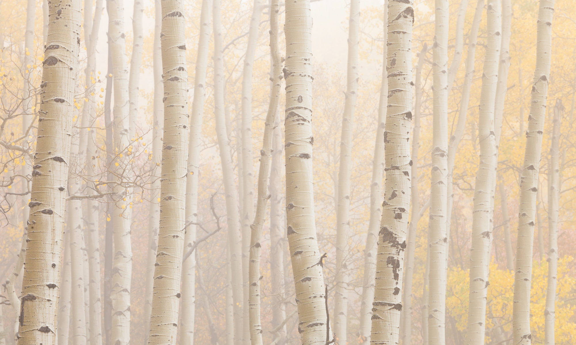 Thick fog shrouds a forest of aspen, Ridgway, Colorado