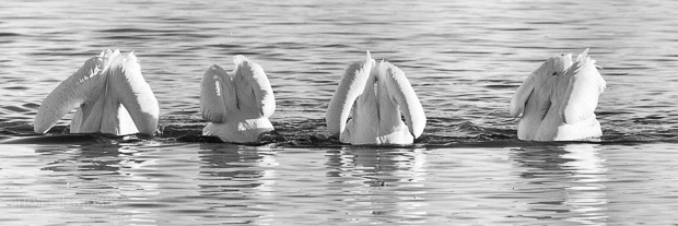 Four american white pelicans line up, all of them fishing at the same time. There was a nice symmetry to this image, which was calling very strongly to be rendered as a black and white fine art photograph.