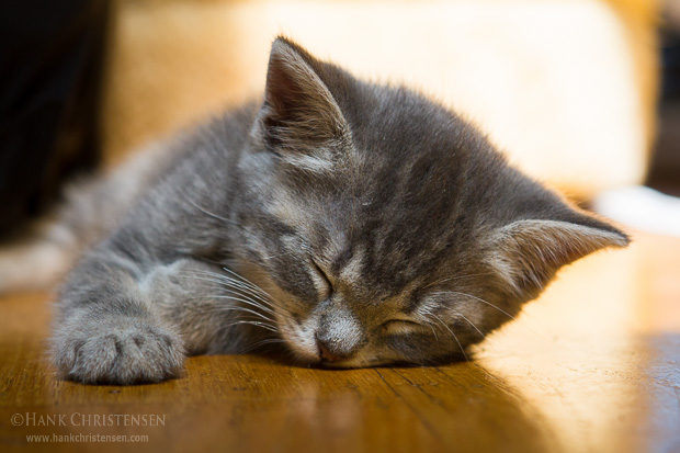 Gem lies on the floor, fast asleep