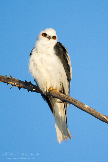 A white-tail kite perches on a large branch