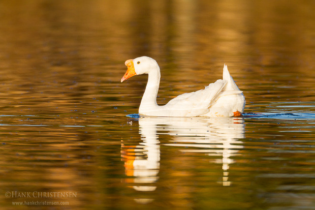 A domestic goose swims through still water reflecting fall color foliage