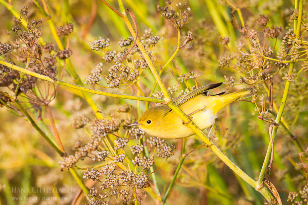 A female yellow warbler pauses briefly on wild fennel in the morning sun